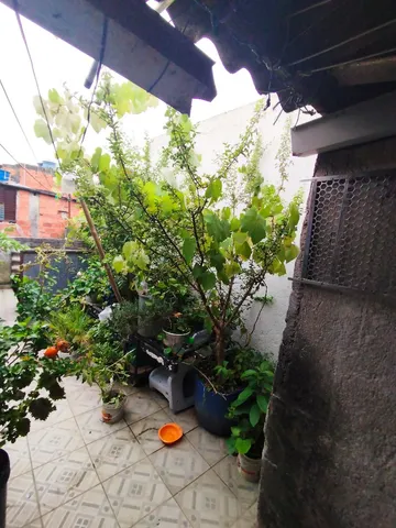 Pé de acerola produzindo 