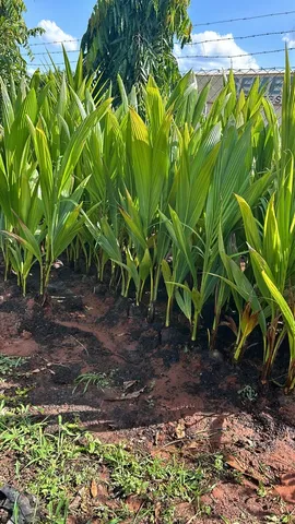 Mudas Frutíferas