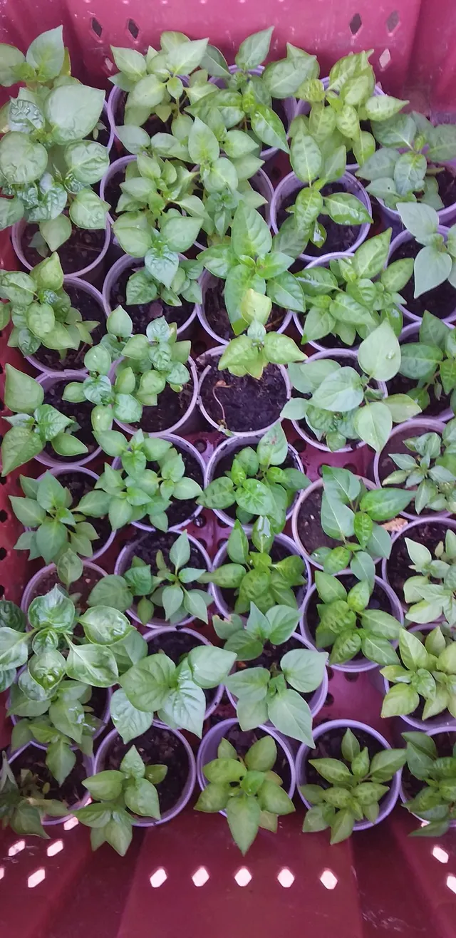 Mudas e Pimentas (Cheiro, malagueta, dedo de moça)