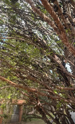 Jaboticabeira mais de 30 anos