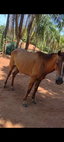 Cavalo barato 