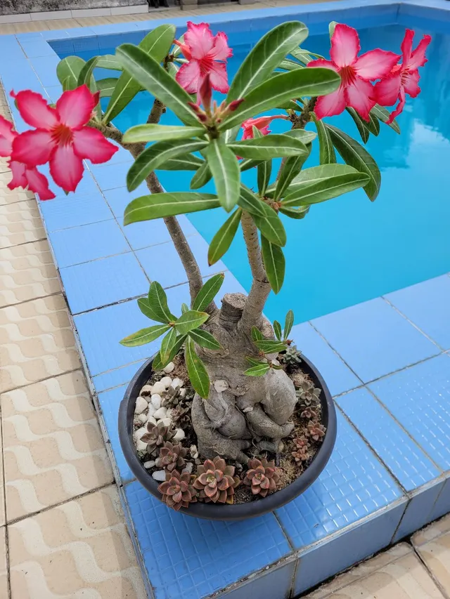 Rosa do deserto 