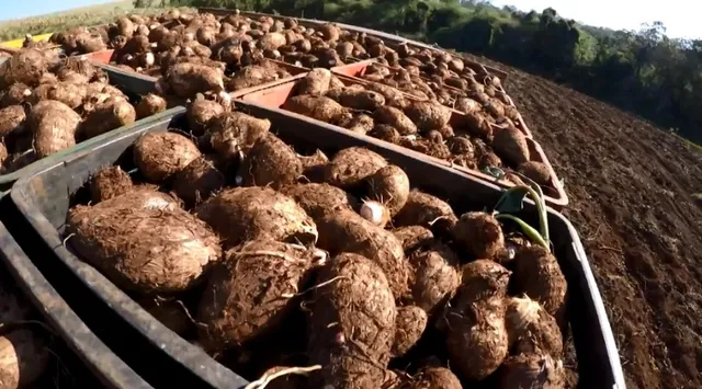 Procuro terreno para arrendamento 