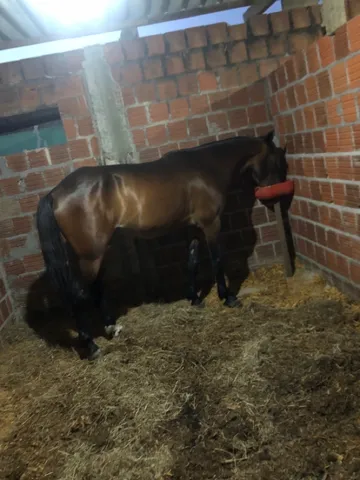 Troco cavalo em torre de som