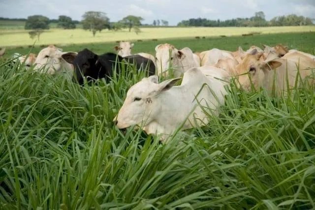 ARRENDO PASTO PARA GADO . 