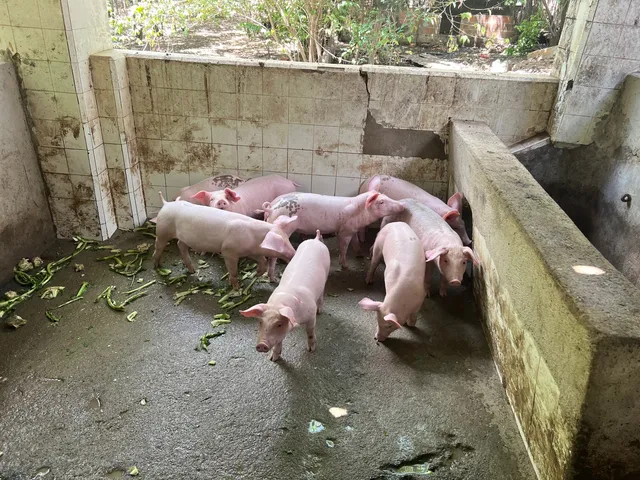 Leitões suínos bacurim