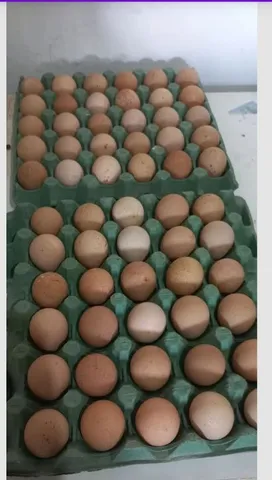Ovos [cocá] 