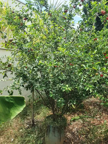 Muda (árvore) de Acerola, grande, produzindo, entrego na região.
