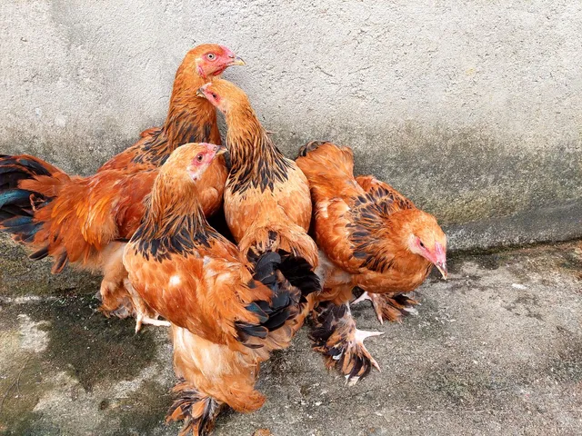 Franguinhos Brahma Buff com quatro meses.Todos vacinados e vermifugados 