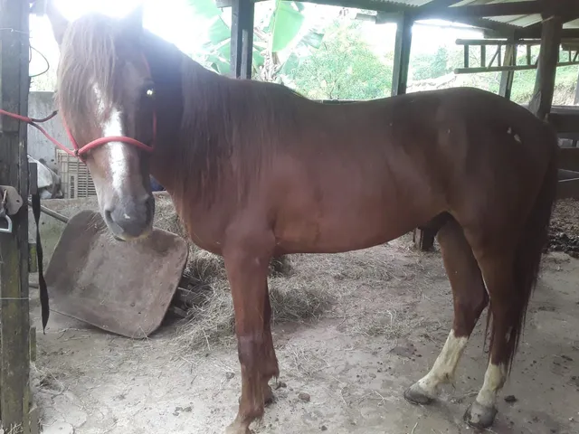 Cavalo