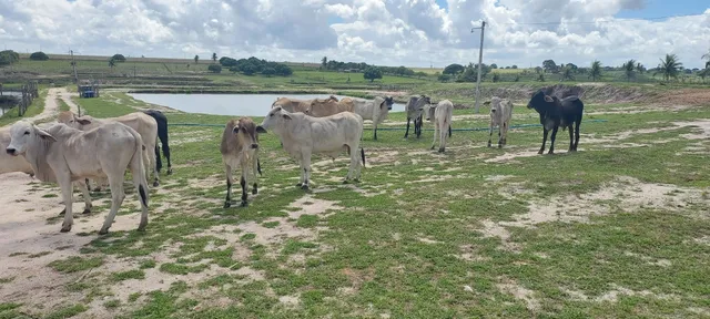 Garrotes nelore e anelorados