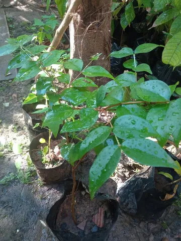Temos pés de cana, pitanga, pitaya.umbu cajá, pimenta do reino 