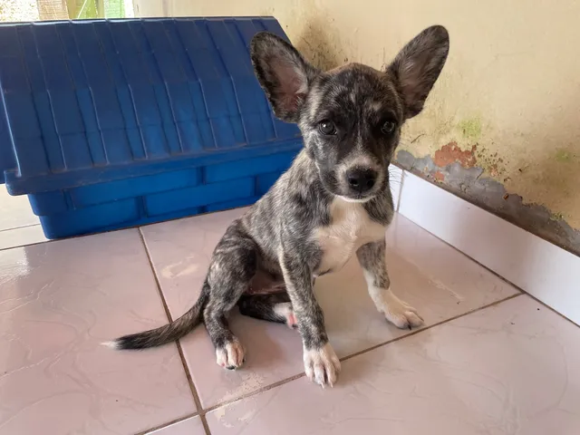 DOAÇÃO HUSK SIBERIANO C/buldogue Francês FÊMEA 