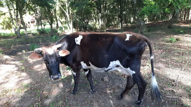 Vaca jersolanda