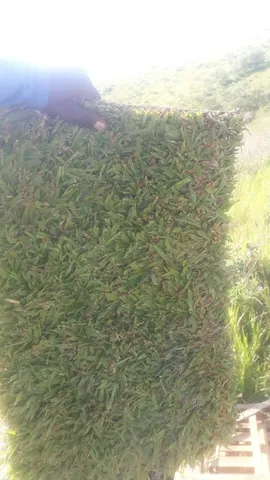 Deixe seu gramado mais bonito para o final do ano com a grama do horto ômega 3!