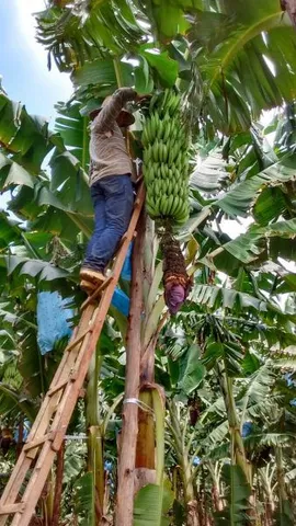 Aqui tem muda banana da terra Maranhão 