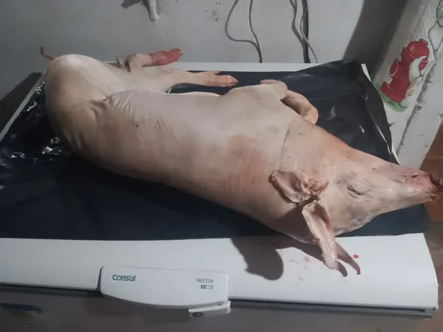 Vendo leitão limpo.