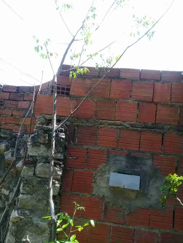 Pé de caja embu(muda)Já com metrôs de altura
