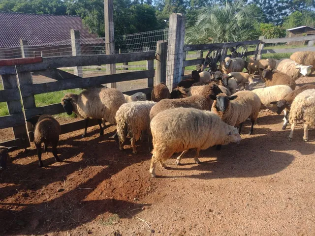 Ovelhas gordas e cordeiro 