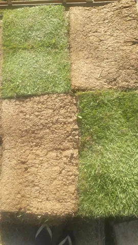 Tenha um gramado sempre verde com a grama do horto ômega 3!