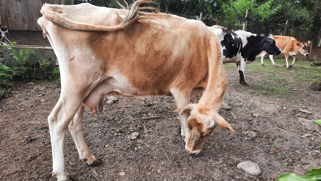 Vaca jersey