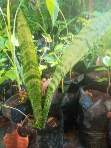 Aqui tem pé da planta espada de São Jorge