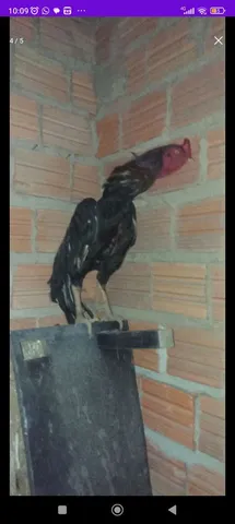 Vendo Galo da raça carioca 
