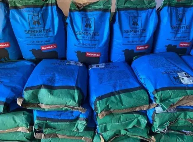 Semente de Capim Mombaça revestida 10kg - Nova/Loja