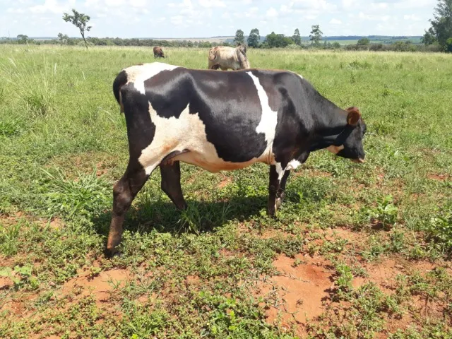 novilha jersolando prenha
