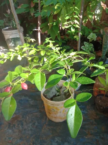 Aqui tem Triphasia frutífera em produção 
