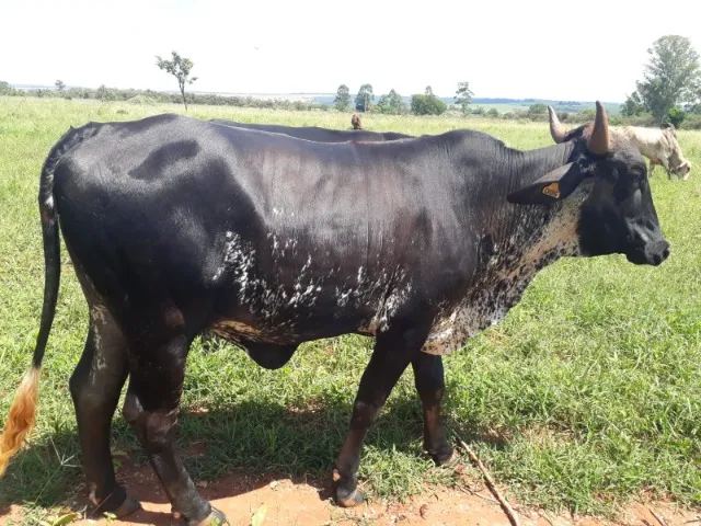 novilha girolando prenha