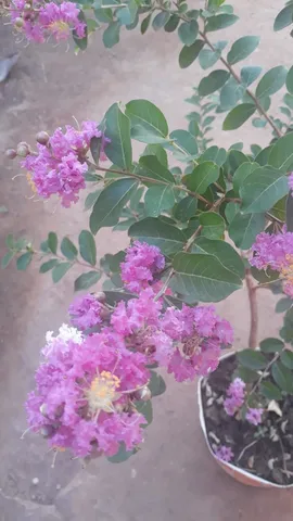 Plantas 