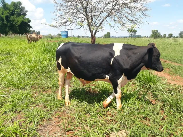 garrote girolando 5/8 genética ótima 