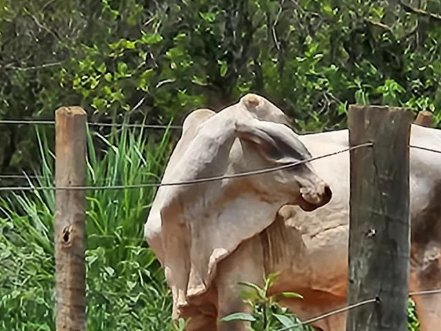 Gado de corte garrotes nelores 
