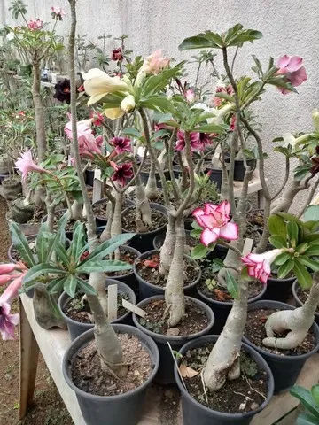 Rosa do deserto Negras, Amarelas, rosas do deserto exóticas 