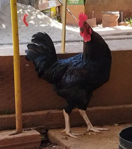 Galos sete meses, cantando e cobrindo, de criatório.