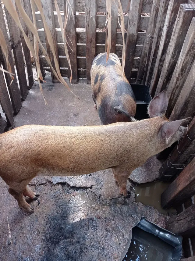 Porcos de 40 e 50 kilos