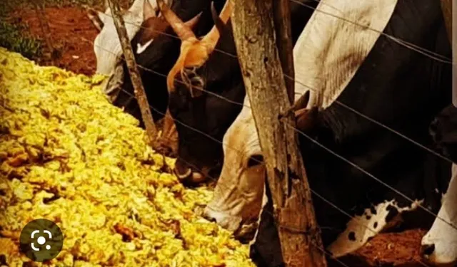 50 sacos de bagaço de laranja 20 reais.