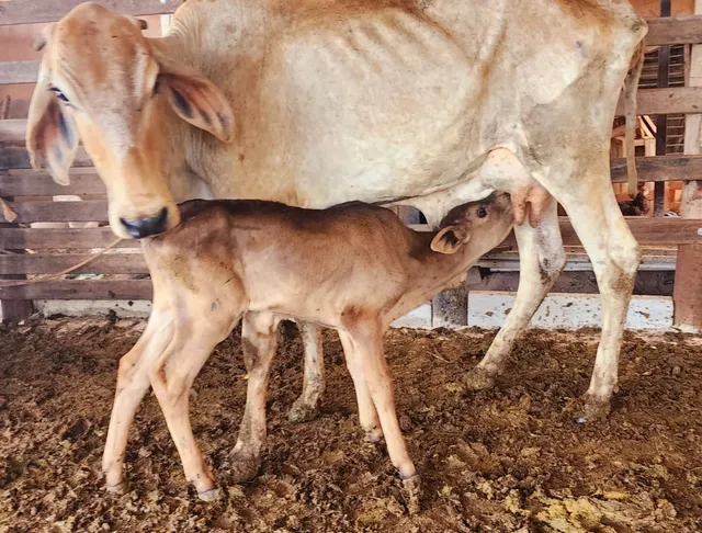 Novilha gir parida