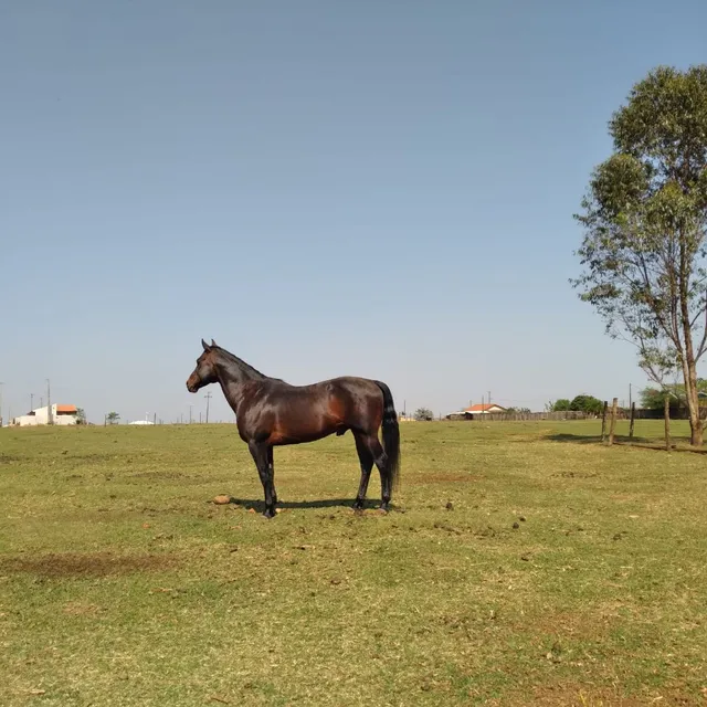 Garanhão QM PO linhagem de tambor 