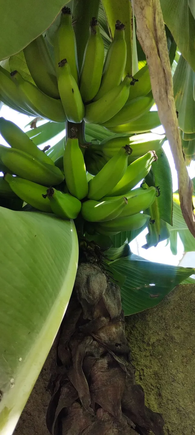 Mudas de Banana 