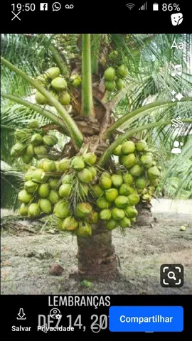 Mudas de Coco Anão direto da roça preço de roça 10 reais