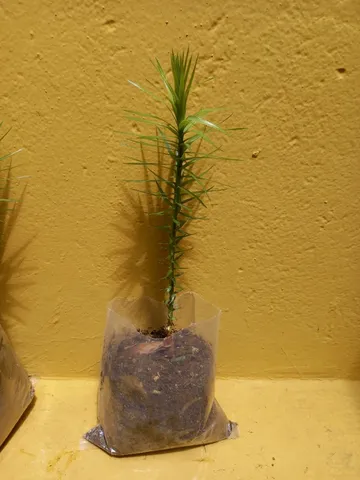 Muda Araucaria(Pinhão)