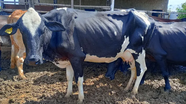 Vaca leite