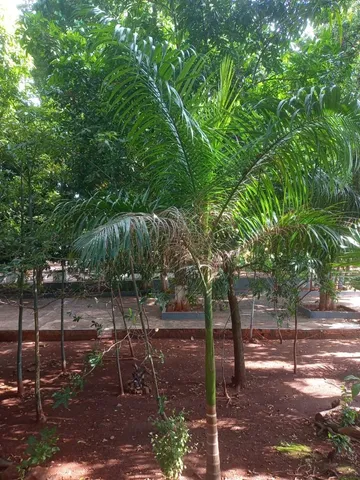 palmeira imperial 