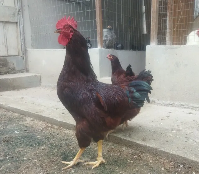 Franguinhos da Raça Rhode Island Red
