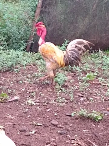 Vende-se galo caipira 