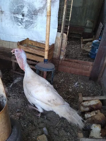 Vende-se Peru adulto 