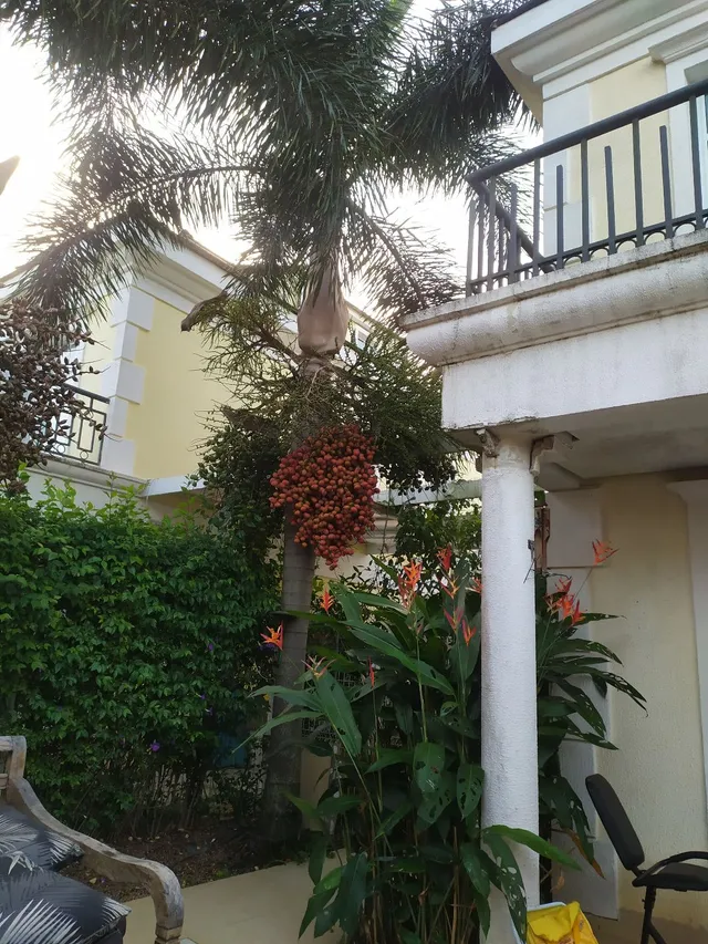 Vendo sementes de palmeira rabo de raposa 