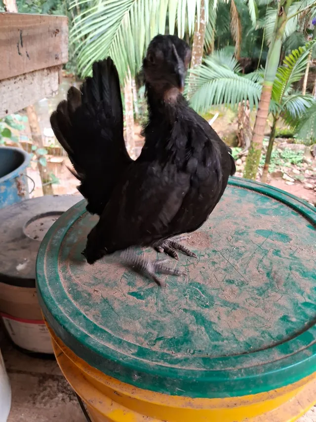 Casais ayam serama 